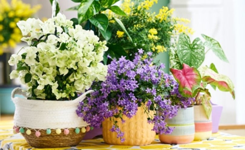 plante de interior